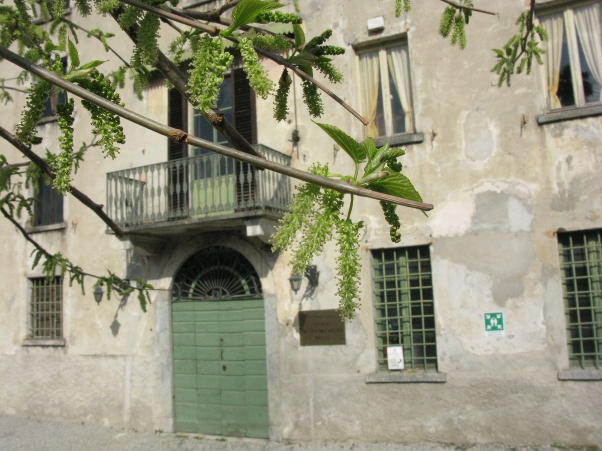 Un museo vivo popolato dai nostri amati #bachidaseta ospita anche il #gelso nel cortile per poterli sfamare: abbiamo pensato a tutto!🐛❤️😂 #museumweek #naturaurbanamw #urbannaturemw