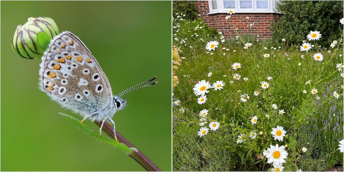 First Common Blue of the year in our wild front garden.