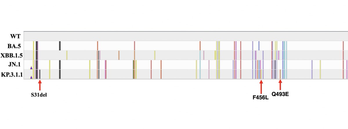 To be clear: despite the bad FDA decision, we all should still 100% get the vaccine. It's still a big improvement over the XBB.1.5 shot. Single mutations can have big effects, but for perspective, see Nextclade visualizations for the S1 of WT, BA.5, XBB.1.5, JN.1, &amp; KP.3.1.1 👇