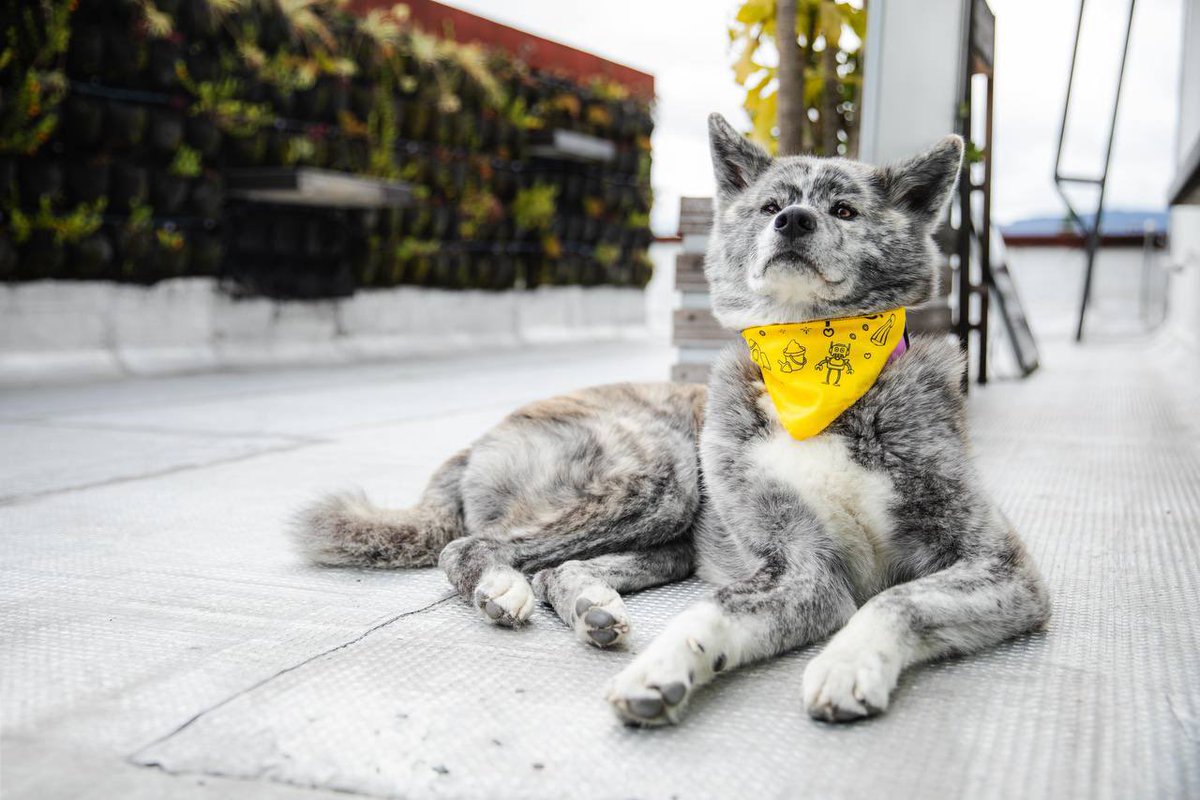andrescamachom_'s tweet photo. Día de trabajo con Leia🐺⚡️ https://t.co/6ReRiJBFTR