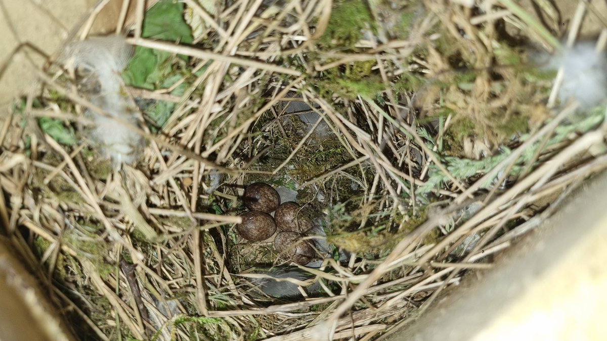 After a hideous start to our Tree Sparrow nestboxes this year with ringed pulli down from 46 last year to 15 this year, it was great to record our first ever clutch at our new site only 2 miles from our main site. Now ......... if only we can get exchange between these sites!