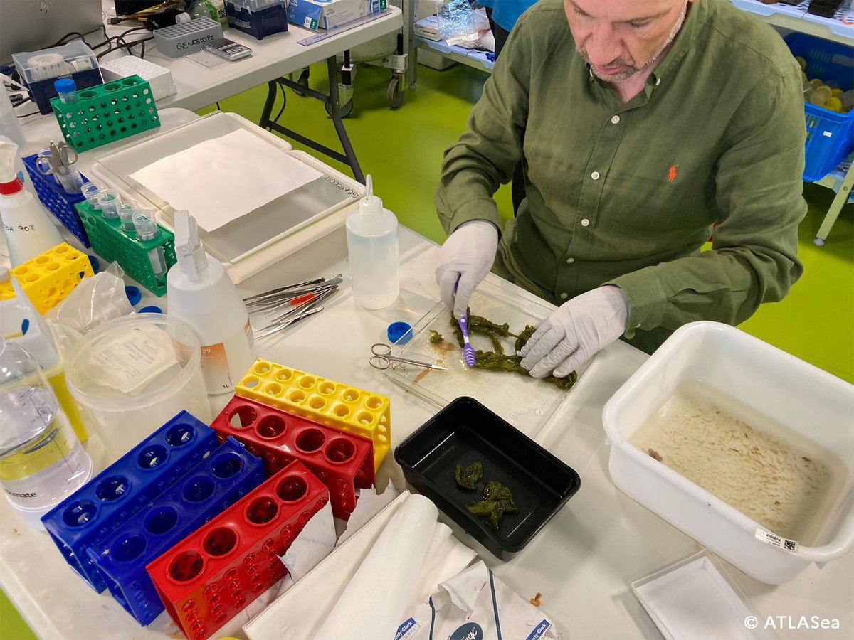 🔬Le programme de recherche Génomes marins @ATLASea copiloté par <a href="/CNRS/">CNRS 🌍</a> &amp; <a href="/CEA_Officiel/">CEA</a> vise à séquencer le génome de 4500 espèces marines de la zone économique exclusive française. Il contribue à la compréhension &amp; à la protection de la biodiversité marine atlasea.fr