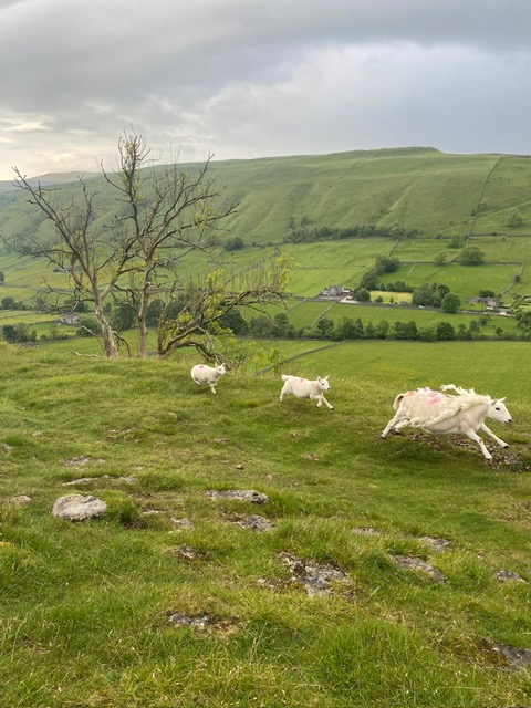 We had a whopping* 87 runners at our #Kettlewellanniversaryfellrace last night. The weather was windy and wet, but runners and marshals all endured. Thanks to everyone who came, including the curlews. (*whopping because poor forecast and 40 miles from Leeds and midweek!)