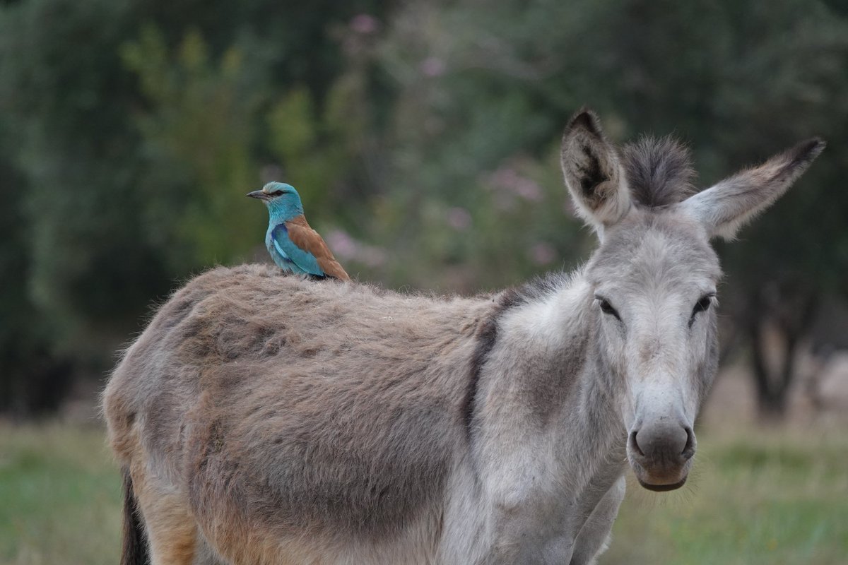 Martin Pitt tweet media