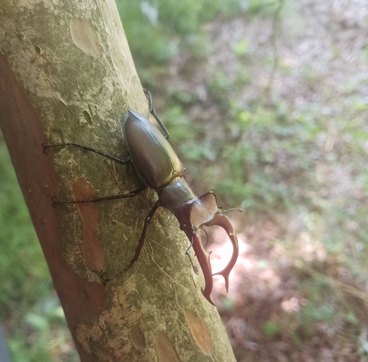 Stag beetle!  Today is a good day