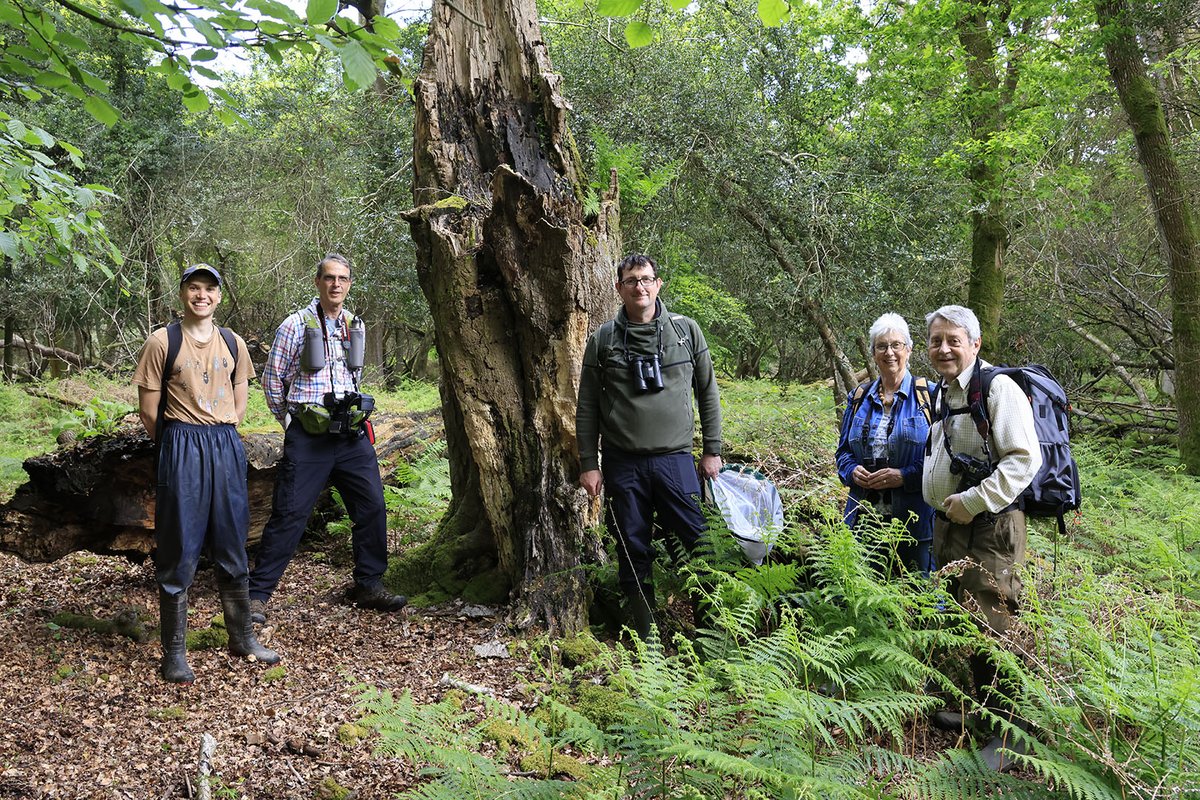EngNewForest's tweet photo. It’s #VolunteersWeek and we want to say a BIG thank you to the amazing community groups who support the #NewForest. This includes the Green Forest Hoverfly Hunt team who commit over 1,000 hours each year to monitoring this special species &amp; help inform how we manage key habitats. https://t.co/9zuPnV3X1V
