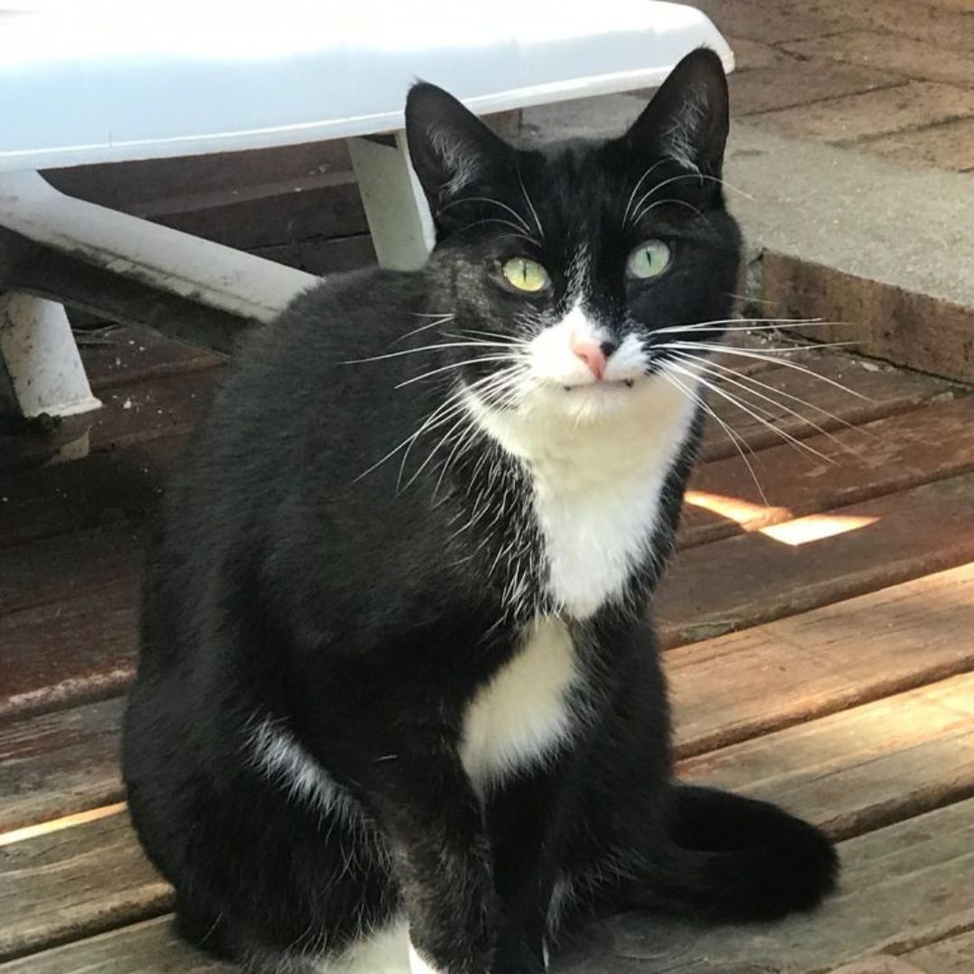 My eyes are as big as saucers. I look at the world, and the world looks at me, and after a long  time, I blink, finally. I may come across as a little bit wary, but that’s simply because I am. What I’m not, however, is scary.

To adopt AB: tears.org.za/cats/?mgi_29=2…