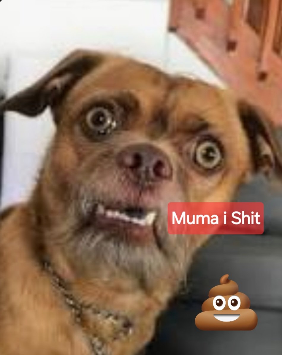 Shitdog tweet media