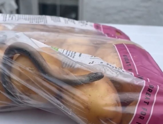 northwaleslive's tweet photo. 'Snake-like' creature filmed in bag of Sainsbury's potatoes https://t.co/fnyZaTBKDD https://t.co/Bmat0Isegh