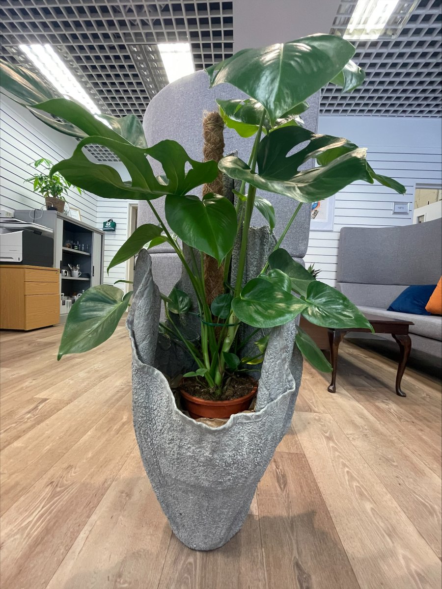 TrowFuture's tweet image. Mark from Trowbridge Service Users Group made us this fab new home for our Cheese Plant! 
TSUG is currently up for an award! @CreativeLivesCL  have nominated the group for its People's Choice award - click here to show TSUG some love and vote!
surveymonkey.com/r/CLAwardsPeop…