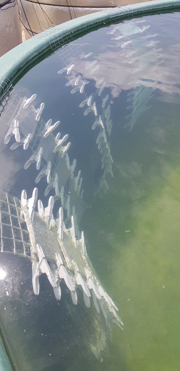 Another fantastic use of the <a href="/UK_CEH/">UK Centre for Ecology & Hydrology</a> #mesocosms: forensic science! <a href="/StaffsMicro/">Staffs Uni Microplastic Research Group</a> looking at #fibre persistence on various different textiles in aquatic systems. #microplastic @UKCEH_LakeEco