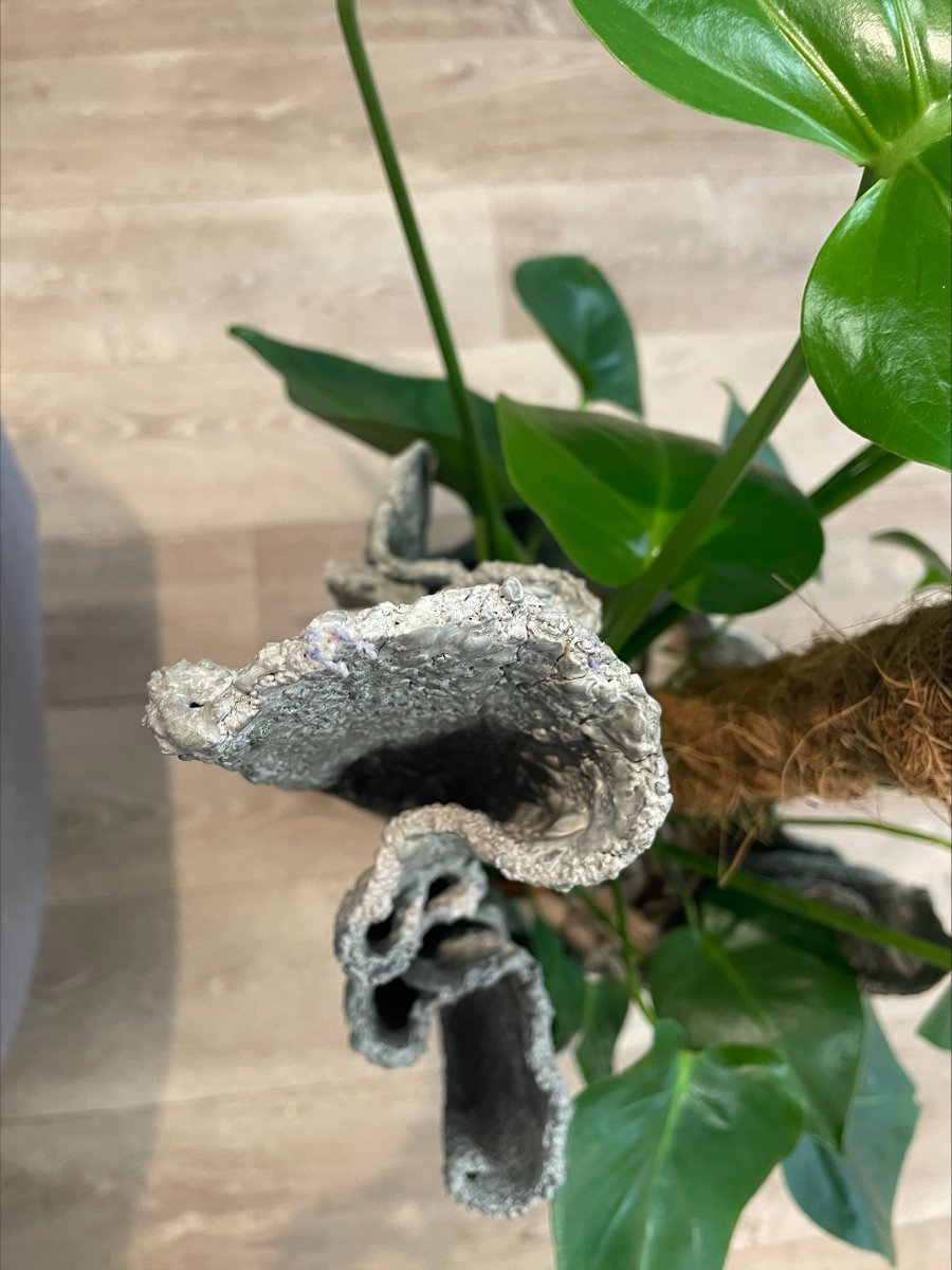 Mark from Trowbridge Service Users Group made us this fab new home for our Cheese Plant! 
TSUG is currently up for an award! @CreativeLivesCL  have nominated the group for its People's Choice award - click here to show TSUG some love and vote!
surveymonkey.com/r/CLAwardsPeop…