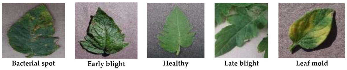 ElectronicsMDPI's tweet image. #highlycitedpaper
Title: Detection and Classification of Tomato Crop Disease Using #ConvolutionalNeuralNetwork
Views 5705, Citations 26
Authors: Gnanavel Sakkarvarthi, Godfrey Winster Sathianesan, et al.
Read more here: mdpi.com/2079-9292/11/2…
#mdpielectronics
