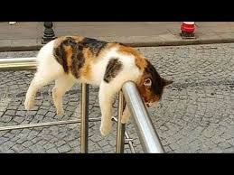 CatizenAI's tweet photo. When Catizen goes into maintenance mode again https://t.co/yW88BgFRXA