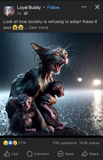 Sigma246's tweet photo. These poor cats need a shelter 😢😭😿 https://t.co/ormKoN8kJD