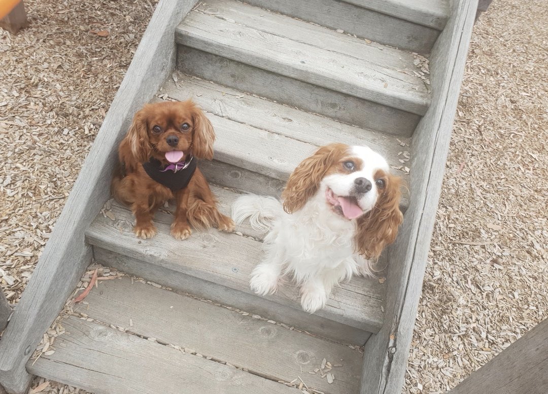 Happ birtday my little sisfur Lily. I am still wit you watching you grow. I so proud to be you big brofur and has you look affer me in my final years. You do real good look affer mummy, tank you lily 🌈🥰🥰🥰