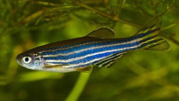 EARA_PL's tweet photo. Dlaczego wysyłamy rybki danio w kosmos??
odpowiedz w https://t.co/sRAIseluoP
#AnimalResearch #danio #ZebraFish @EARA #EARA https://t.co/P3QVK32Gyy