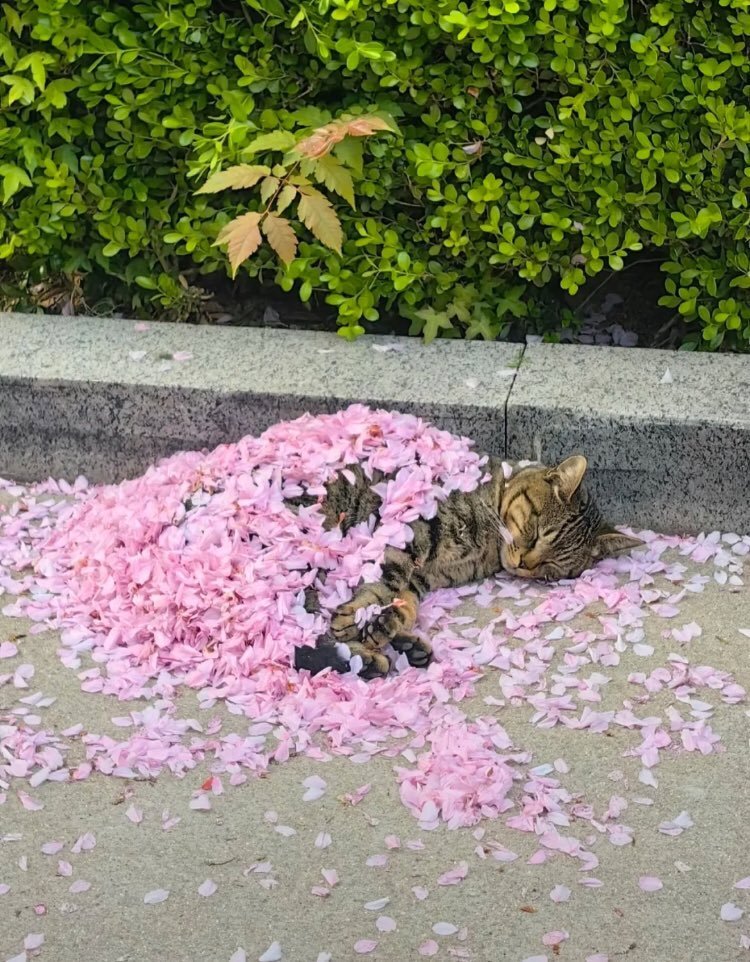 a cat covered in flower petals 🌸