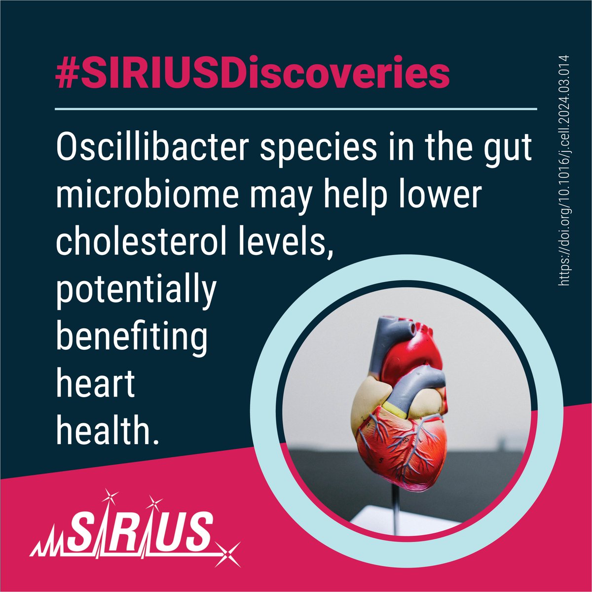 Bright Giant (@bright_giant) on Twitter photo Oscillibacter species in the #GutMicrobiome may help lower #cholesterol levels, preventing #cardiovascular disease. #UntargetedMetabolomics data was annotated using #CSIFingerID.
📄 Publication: doi.org/10.1016/j.cell…
💡 #SIRIUSDiscoveries: bright-giant.com/discoveries/
#SIRIUS_MS Oscillibacter species in the #GutMicrobiome may help lower #cholesterol levels, preventing #cardiovascular disease. #UntargetedMetabolomics data was annotated using #CSIFingerID.
📄 Publication: doi.org/10.1016/j.cell…
💡 #SIRIUSDiscoveries: bright-giant.com/discoveries/
#SIRIUS_MS