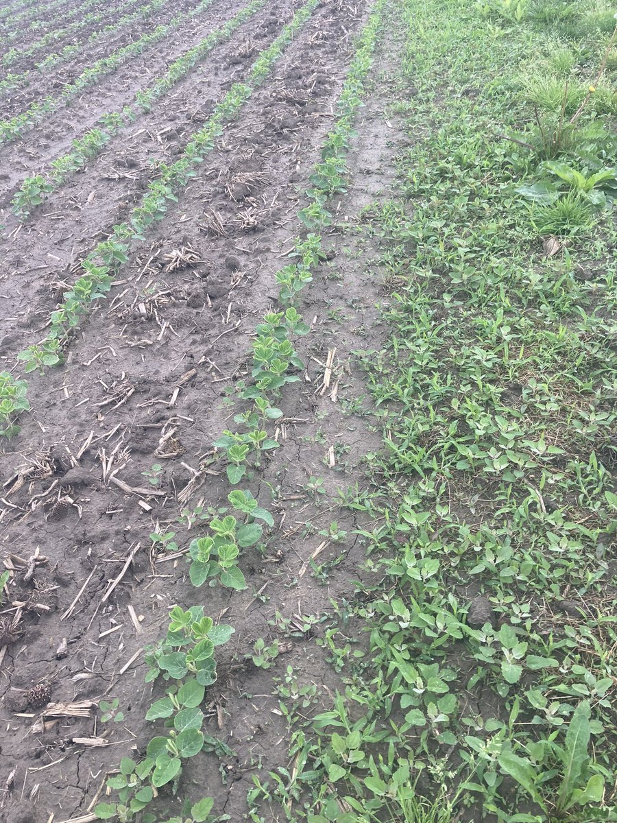 Stephanie Divitaris tweet media