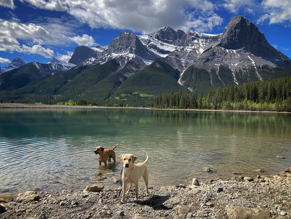 K9KitchenWitch's tweet photo. Where do you get to live 😍🏔️💜

#themountainsarecalling #andimustgo https://t.co/ZJici4mVoK