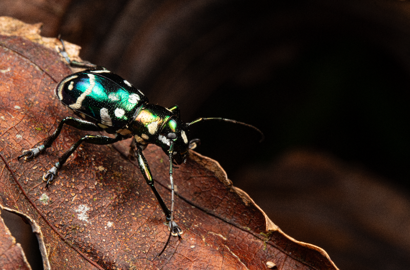 カタゾウムシ擬態のカミキリムシ✨ #カタゾウカミキリ #ルソン島