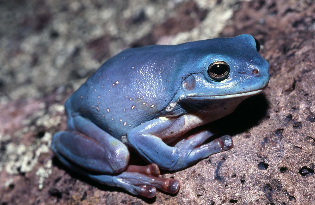 dioksys's tweet photo. @UnevenChonk crazy frog when he's not crazy https://t.co/qZ388ujjIQ