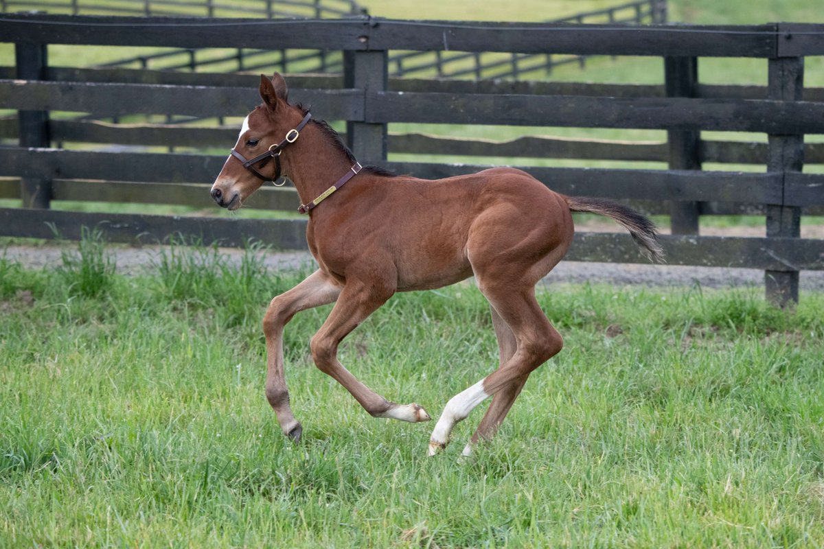 TaylorMadeSales's tweet image. This foal is ALL in 🃏! A colt out of ALL IN WITH ACES by MANDALOUN (@JuddmonteFarms) #FoalFriday #Foal #TaylorMadeFarm @HunterHoulihan