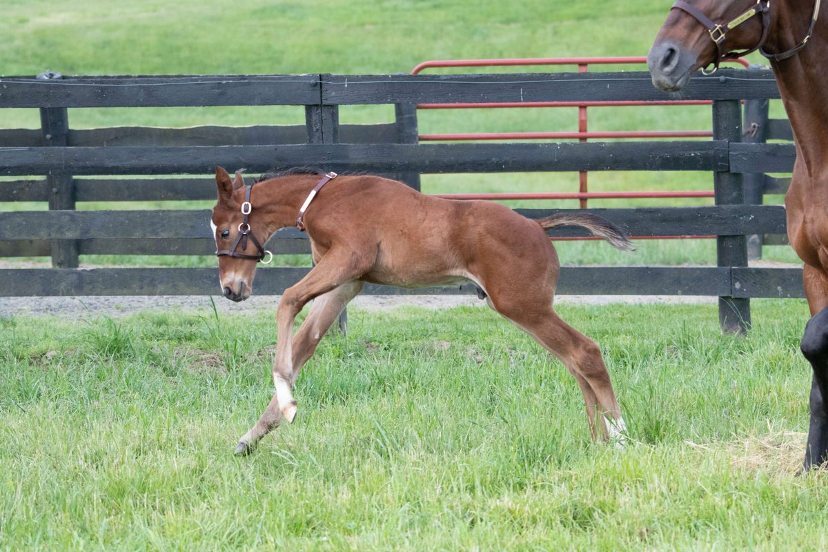 TaylorMadeSales's tweet image. This foal is ALL in 🃏! A colt out of ALL IN WITH ACES by MANDALOUN (@JuddmonteFarms) #FoalFriday #Foal #TaylorMadeFarm @HunterHoulihan