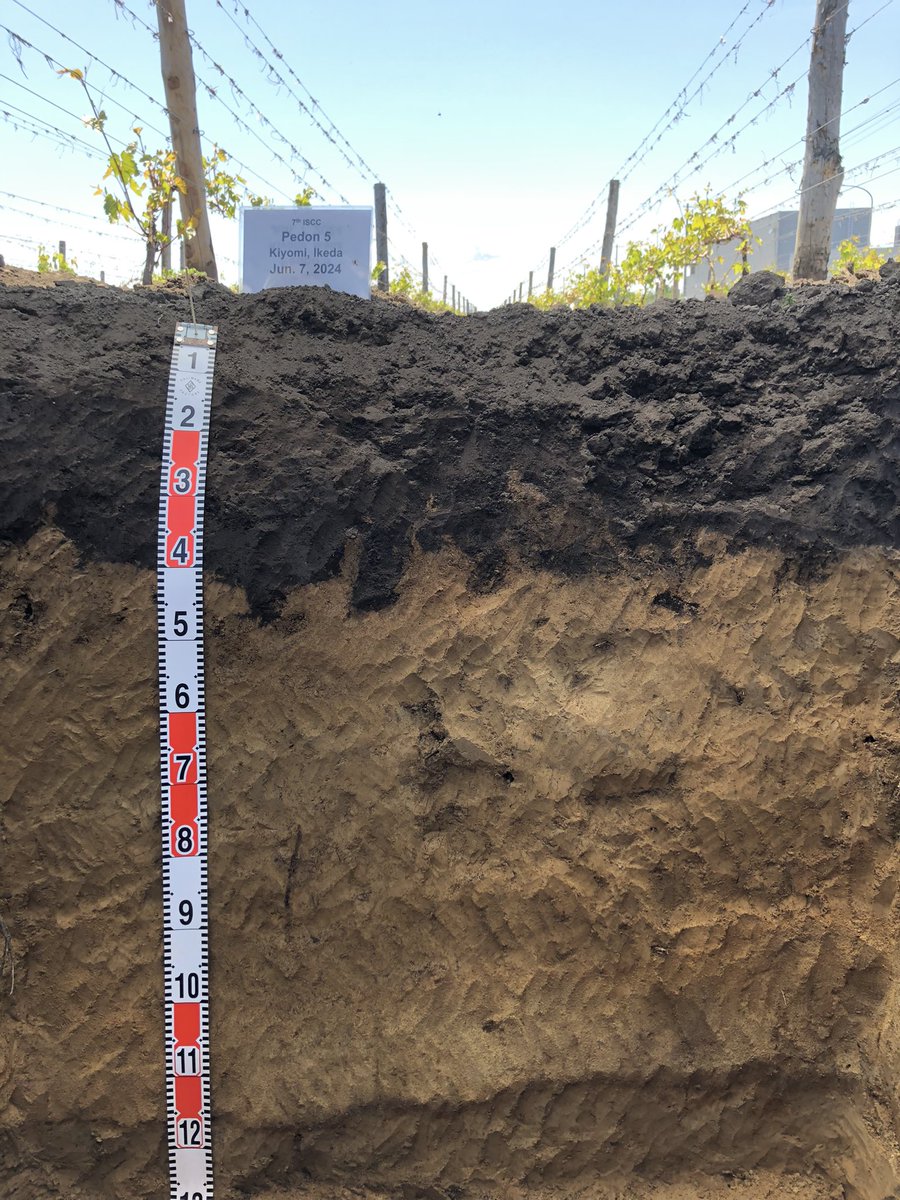 A soil with dark toplayer (Mollic). It has andic properties and …clay coatings. This is not considered possible. Yet it was observed… needs further discussion. For now classied as Luvic Endogleyic Phaeozem and Typic Epiaquand. Soil in vineyard with intense management #iscc2024
