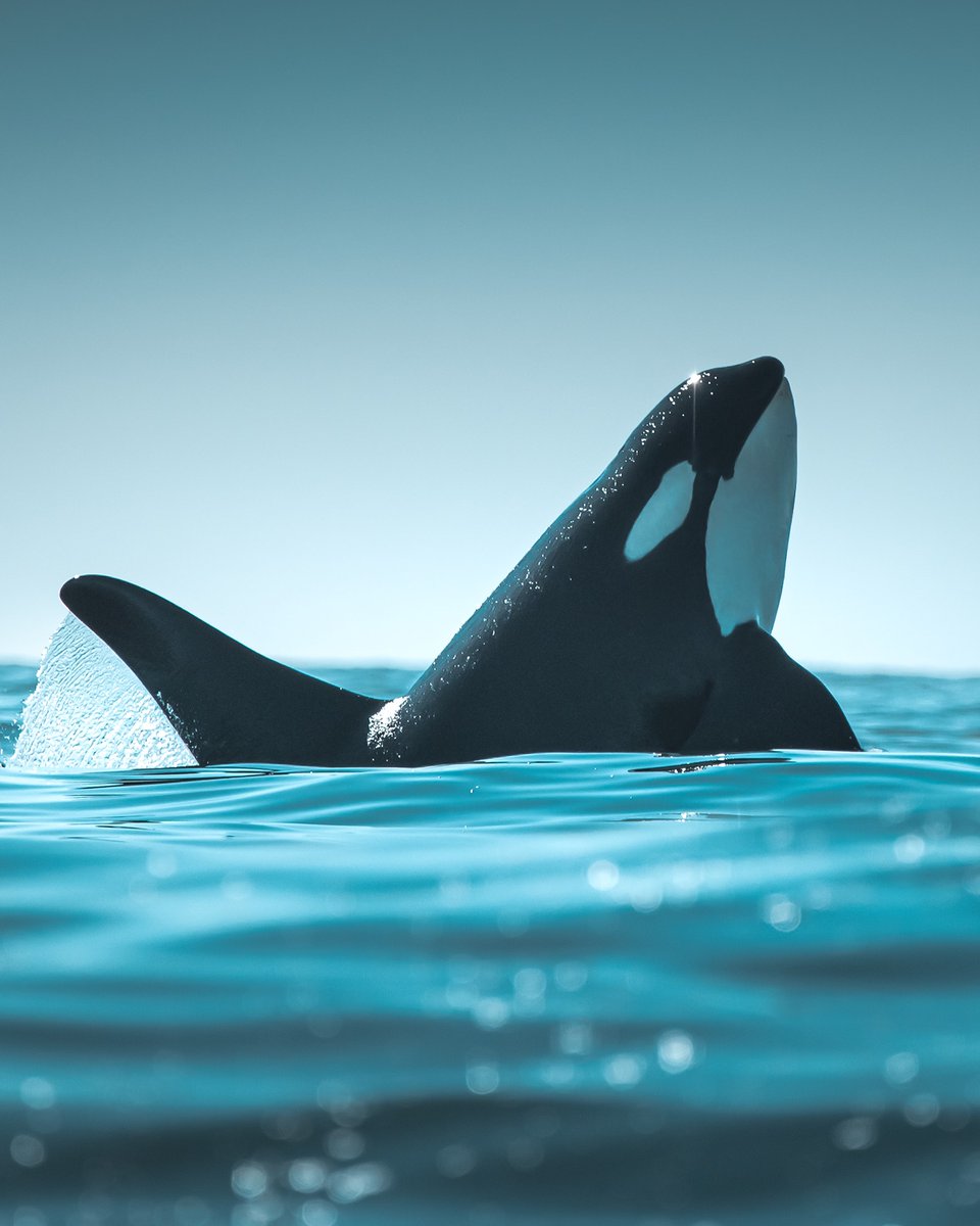June 1 to June 9 is #OceanWeekCanada! Come chat with the Southern Resident Killer Whale team to learn more about these charismatic yet endangered creatures. Find us at Fort Rodd Hill and Fisgard Lighthouse on June 8th and Fisherman’s Wharf on June 9th. See you there! 🌊