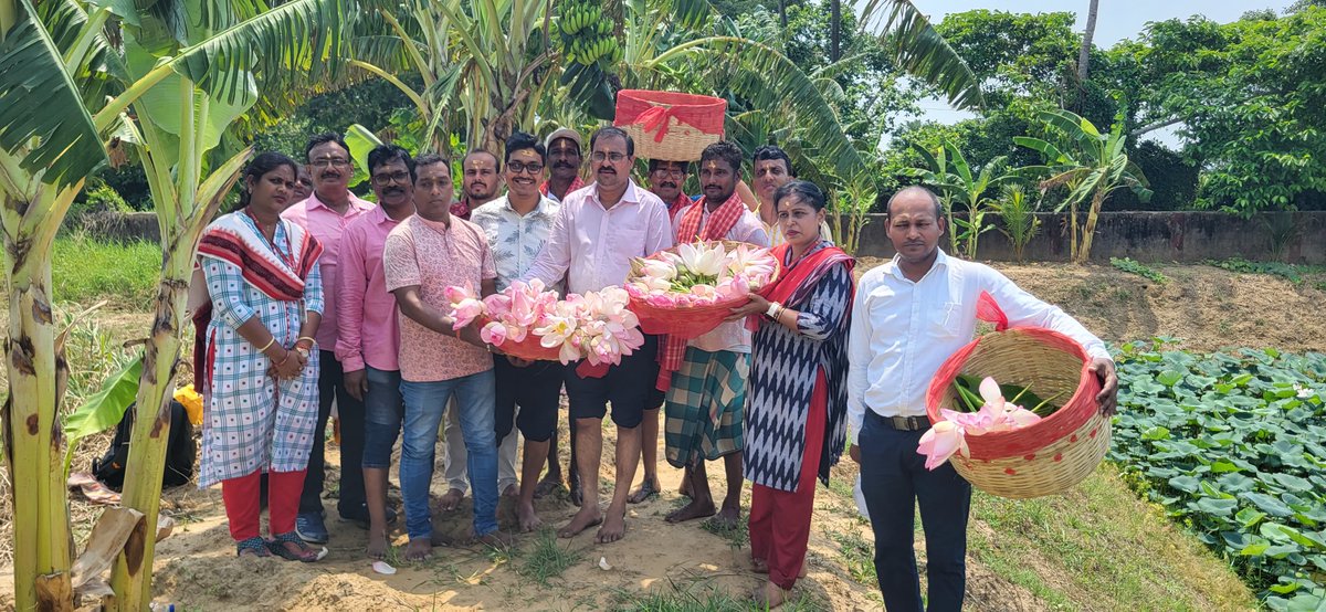 OdishaUniversi1's tweet photo. First time Tulasi twigs(50 kg) &amp; Lotus(100 no.s)were sent to Puri Jagannath Temple &amp; Maa Laxmi Temple from KVK(OUAT), Puri for offerings to deities on 07.06.24. Every Thursday it will be sent to temple. Prof. P. K. Roul, Hon'ble Vice Chancellor, has congratulated the team. https://t.co/9VcYSdL62v