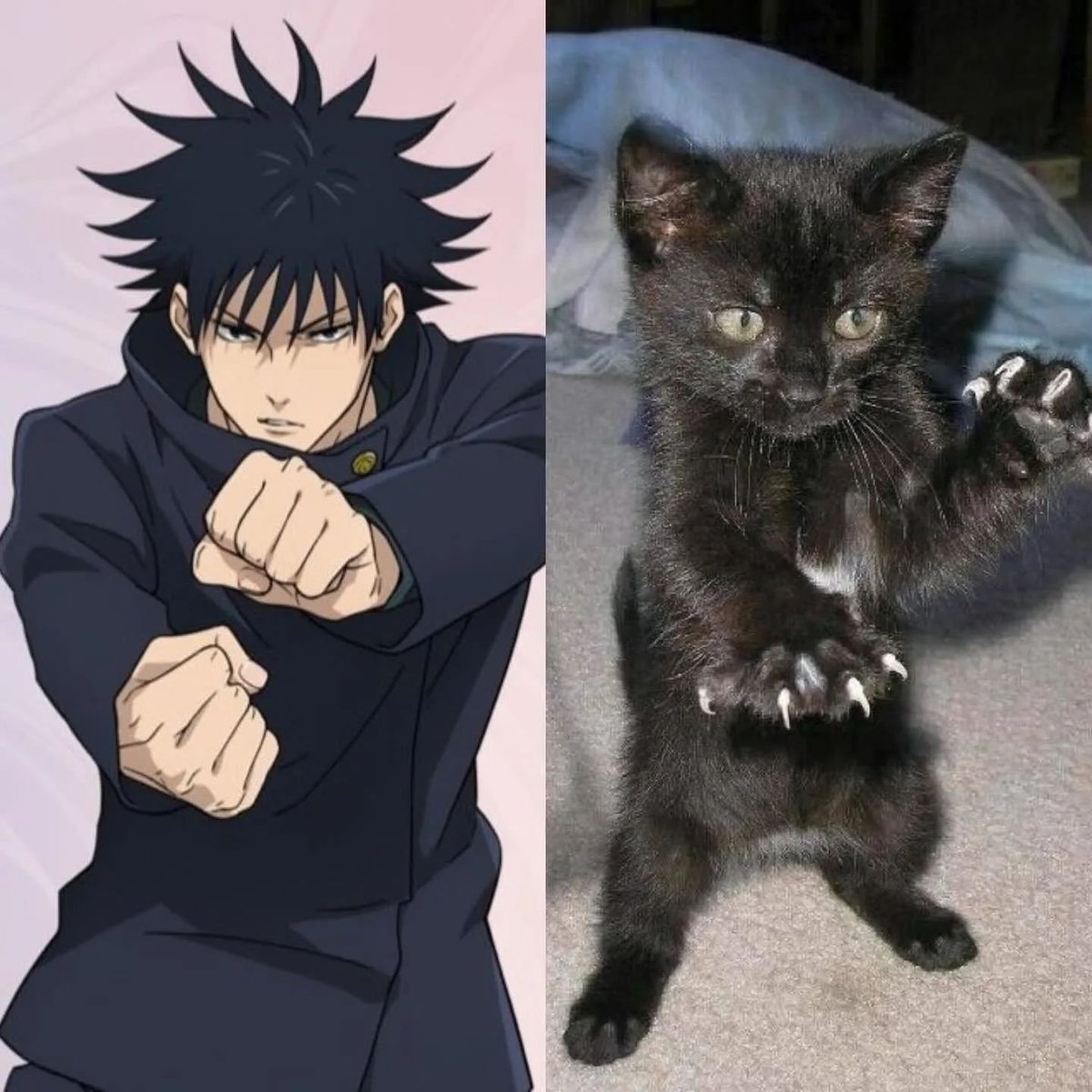 Punch Cat (@punchingcat) on Twitter photo 