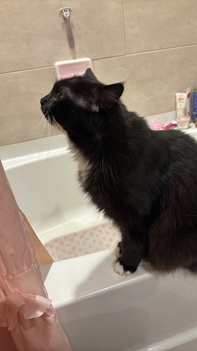 XPrincessLovett's tweet photo. @pulte I could really use help to get my cat Kylo fixed! https://t.co/LcnVdzF1Th
