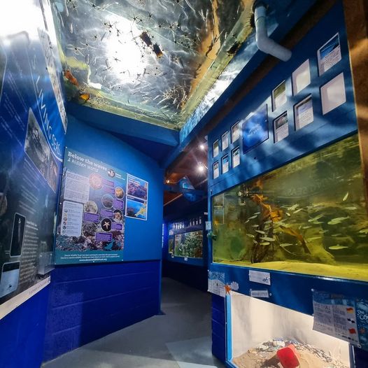 During term time, Aquarium, Pier Cafe and Gift shop are open every day from 10am - 3:30pm except Thursdays and Fridays when we're closed