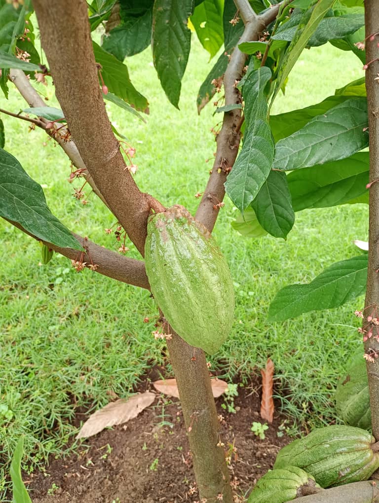 Agronomist Mtangi tweet media