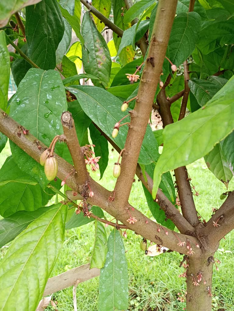 Agronomist Mtangi tweet media