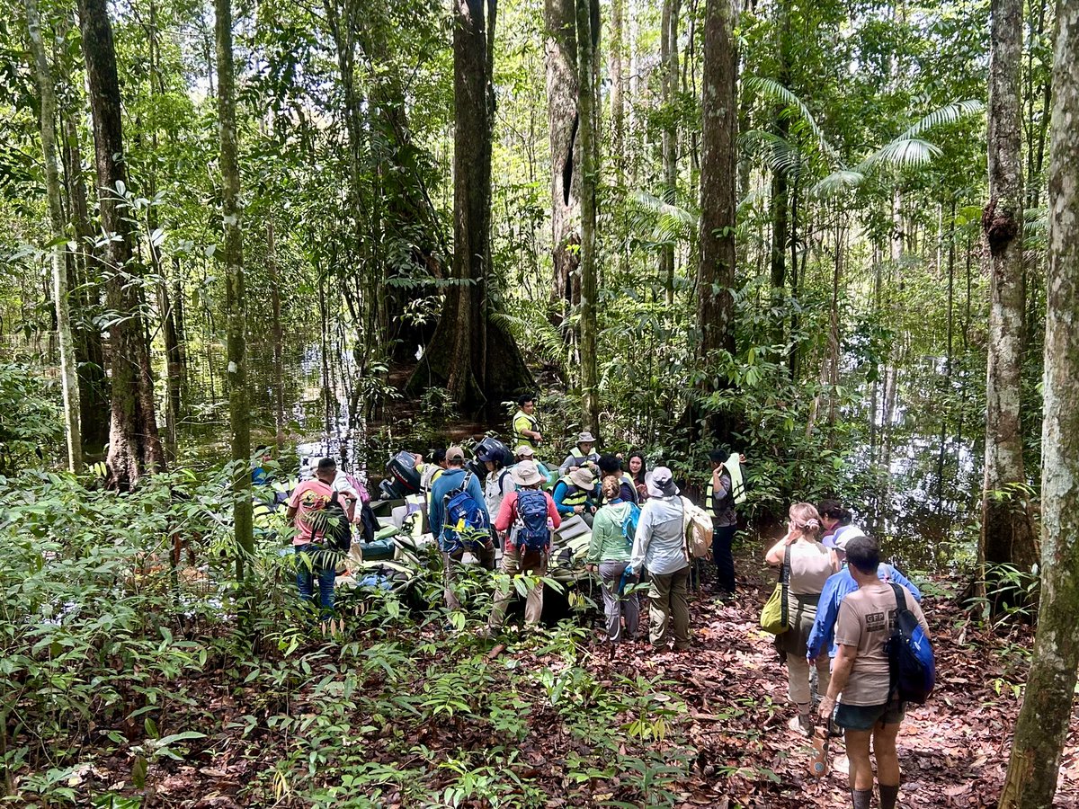 Matt Hallett (@mhallett2320) on Twitter photo Hiking from the flooded forest to the top of Turtle 🐢 Mountain in the Iwokrama #rainforest <a href="/IwokramaGuyana/">Iwokrama River Lodge</a> during Earth Expeditions #Guyana 2024 <a href="/PrjDragonfly/">Project Dragonfly</a> <a href="/miamiuniversity/">Miami University</a> Hiking from the flooded forest to the top of Turtle 🐢 Mountain in the Iwokrama #rainforest <a href="/IwokramaGuyana/">Iwokrama River Lodge</a> during Earth Expeditions #Guyana 2024 <a href="/PrjDragonfly/">Project Dragonfly</a> <a href="/miamiuniversity/">Miami University</a>
