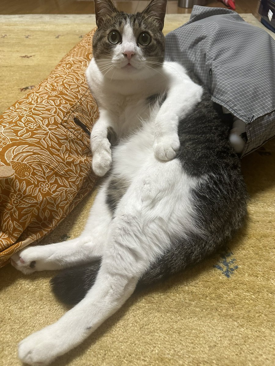 猫の証明写真撮ってみた