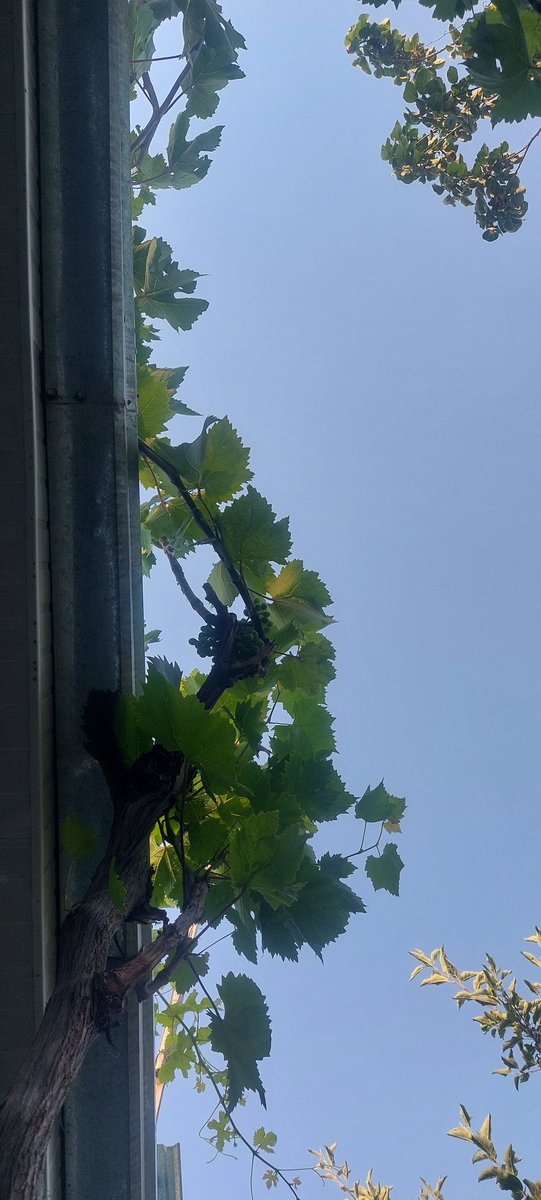 Rus ovozli aktyorlik bilan bepul birodarlar Sigir porno onlayn