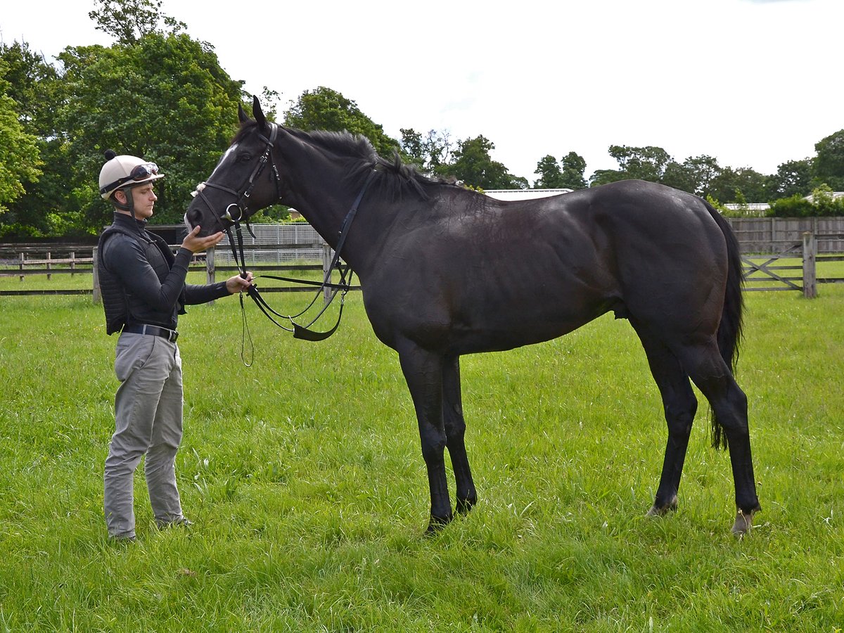 ownersgroupuk's tweet image. Diderot looks a picture at Kremlin Cottage Stables 😍🐴 #OwnersGroup #Diderot