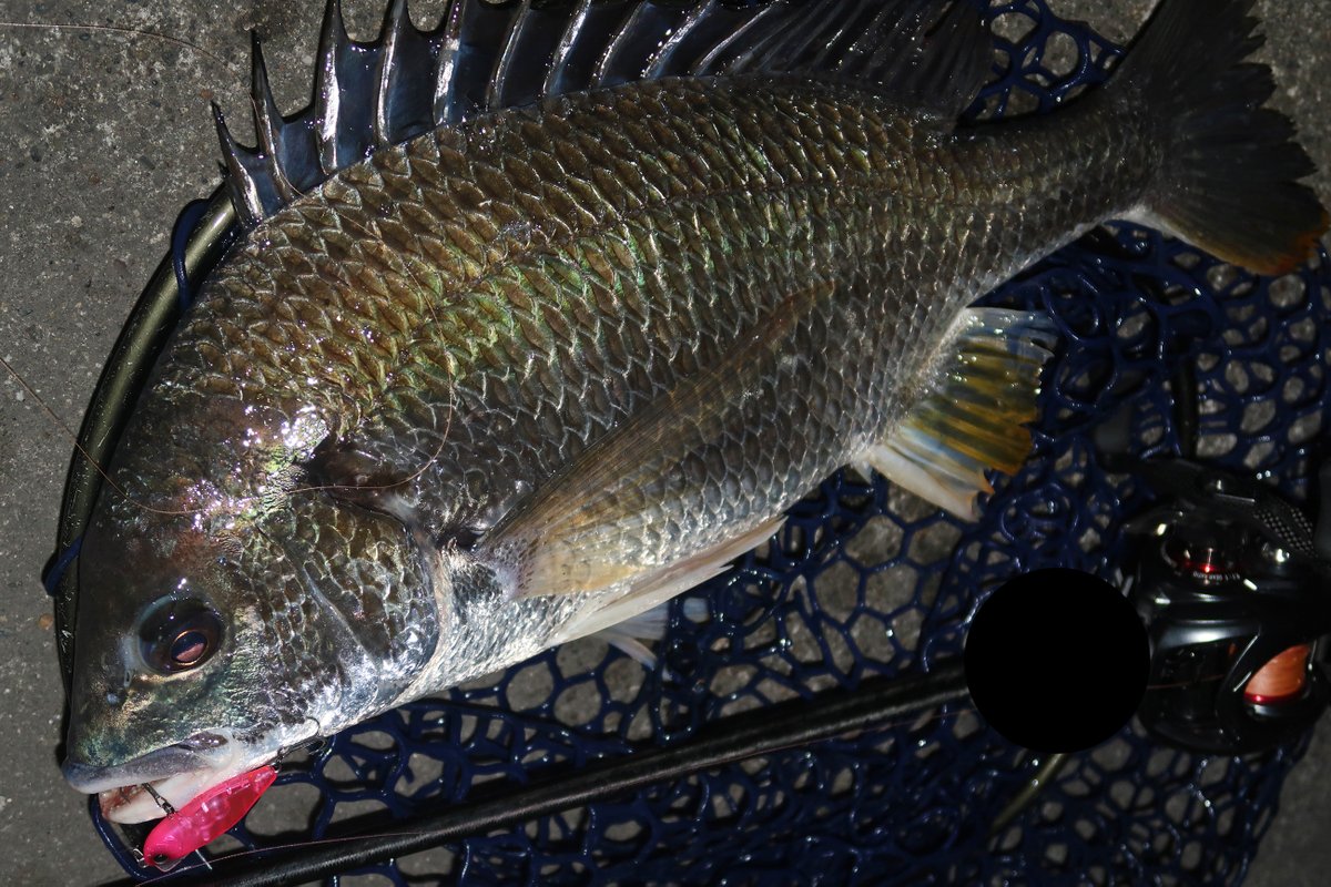 ミドリイシさん、 ミドリ – Shinsekai – CD (Obi, Album, Stereo), 2010 [r4522091