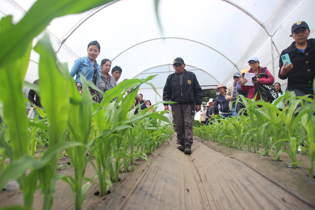 KOPIAEcuador's tweet photo. Productores de la comunidad Chacras y la  Administración de los Chillos, visitaron los ensayos de acolchado plástico de la E. E. Santa Catalina para conocer sobre esta tecnología innovadora y sobre las investigaciones que se llevan a cabo en el Programa de Maíz junto a KOPIA Ec https://t.co/s6bRJnpPX0