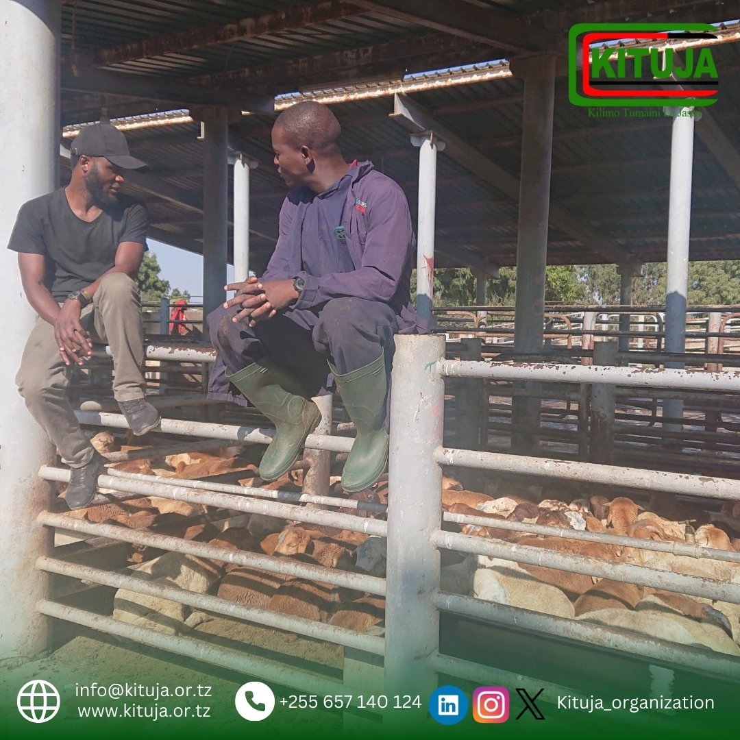 KITUJA Organization has visited the Livestock Slaughterhouse in Dodoma Region and learned many things about livestock when they are brought to the slaughterhouse.We invite various stakeholders to cooperate with us in this important livestock opportunity
<a href="/SuluhuSamia/">Samia Suluhu</a>