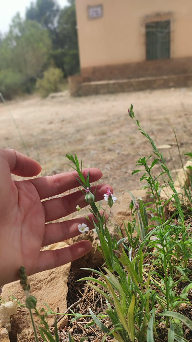 Sabrina Zeidan WordPress Performance Engineer 🇺🇦 tweet media