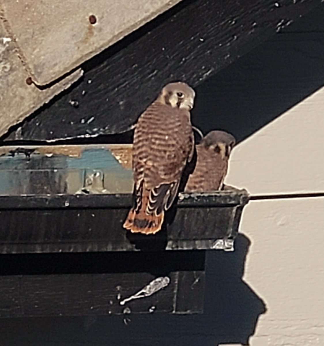 chucknsuperior's tweet photo. Kestrel Family waiting for their Uber food delivery (from dad) @CReppWx https://t.co/WB1HGoE6Bo