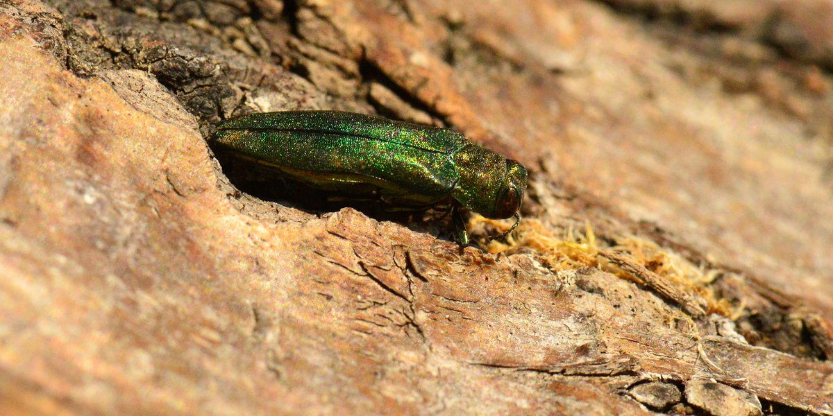 agroscope's tweet photo. Pre-emptive biological control involves the evaluation of the benefits and risks of the natural enemies of an invasive #pest in advance of its arrival, allowing the swift approval and deployment of the natural enemies in an emergency. @Euphresco 
➡️ https://t.co/dJJW3pz6wv https://t.co/2c9gr7Hjiv
