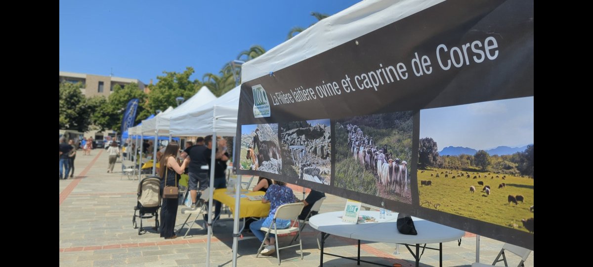 SandraSerpaggi's tweet image. Journée dédiée à faire découvrir les métiers du secteur de l&apos;agriculture à@cita_Aleria. 
Merci aux partenaires et entreprises participantes. 
Tous mobilisés #AvecFranceTravail