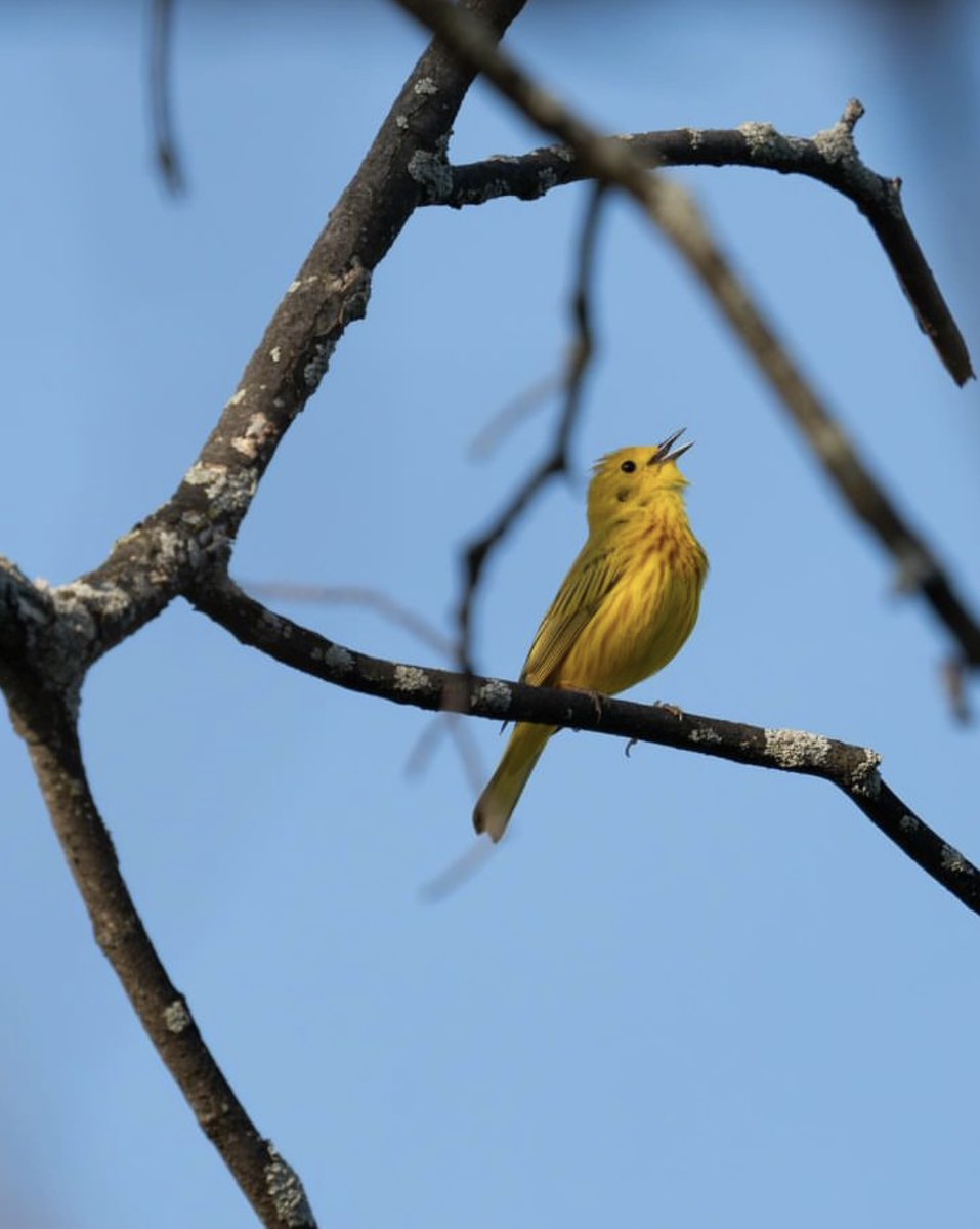 ducanada's tweet photo. Celebrate Canadian #EnviroWeek by having fun connecting to nature through birdwatching in support of #CommunityScience! Simply snap a photo of the birds you see, like this yellow warbler photographed by Tyler Rabb, and add it to the #DUCMigrationTracker project on @inaturalist. https://t.co/l59RUyDR30