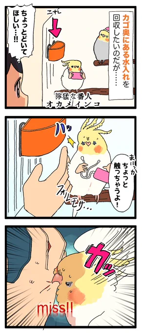 オカメインコ、精一杯怒ってるつもりだけど……❓😠🤨

1143 #えるポピの絵日記かくところ 